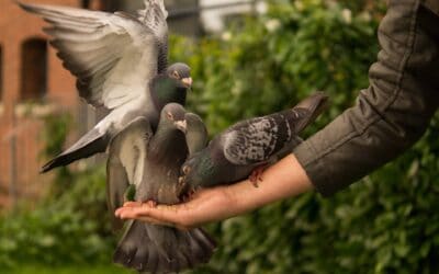 Getting rid of Pigeons is necessary for healthy living